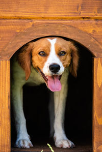 Close-up portrait of a dog