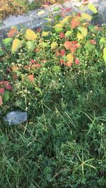 High angle view of flowering plants on field