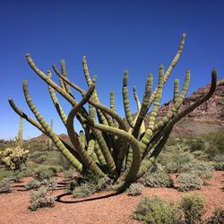 Scenic view of landscape against clear blue sky