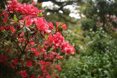 Close-up of pink flowering plant