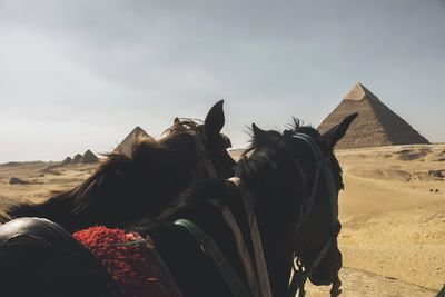 Horse on desert against sky