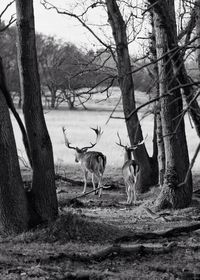 Deer on tree in forest