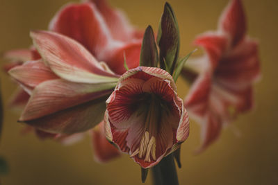 Close-up of red flowering plant