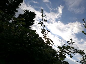 Low angle view of trees against sky