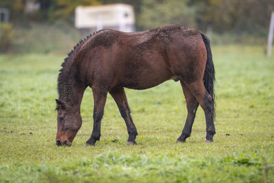 Brown horse with dirty fur is standing on a meadow