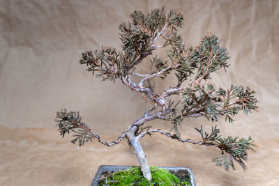 bonsai tree :