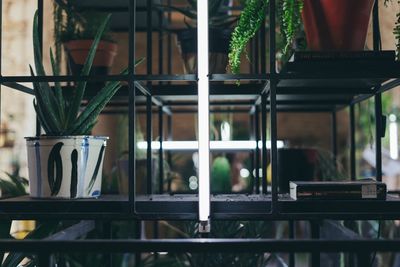 Close-up of potted plants in greenhouse