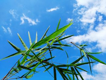 Low angle view of plant against blue sky