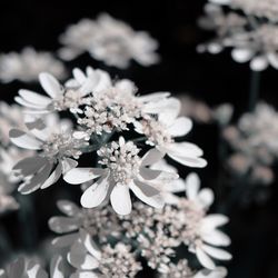 Close-up of white flowers