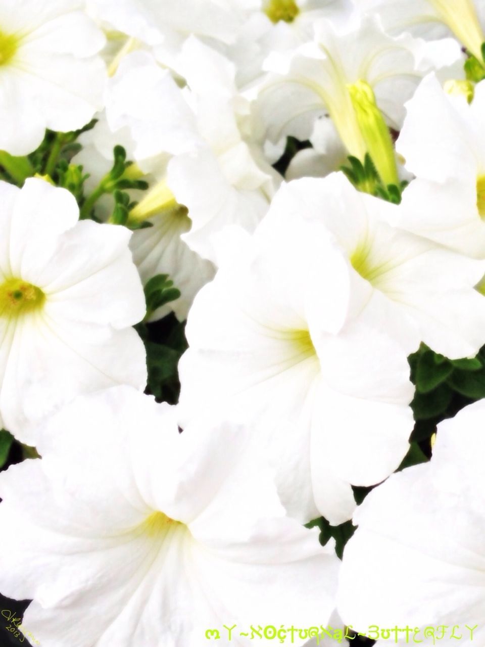 flower, freshness, petal, white color, fragility, flower head, beauty in nature, growth, nature, full frame, backgrounds, close-up, blooming, white, blossom, stamen, in bloom, high angle view, botany, day