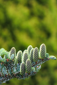 Close-up of plant