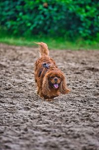 Portrait of a dog on the road