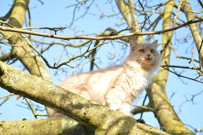 Low angle view of white cat standing on bare tree branch