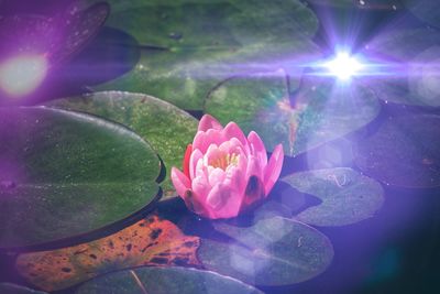 Close-up of pink water lily