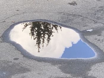 Reflection of tree on puddle