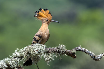 Close-up of hoopoe perching on branch