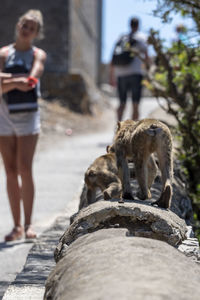 Rear view of people on zebra crossing