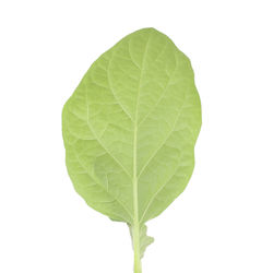 plant part