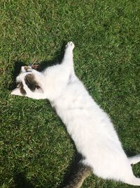 High angle view of cat relaxing on field