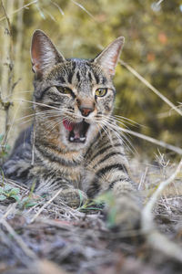 Close-up portrait of a cat