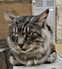 Close-up portrait of a cat