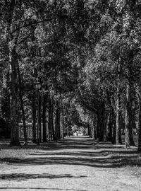 Road passing through trees