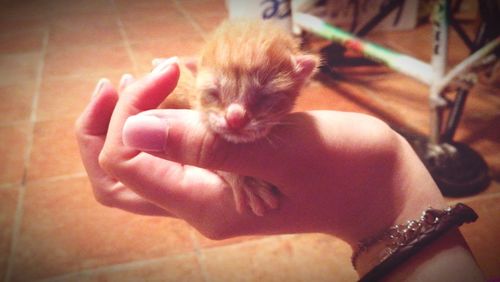 Close-up of hand holding cat