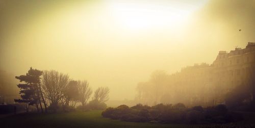 Trees in foggy weather