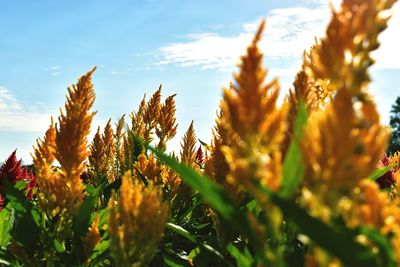 Close-up of flowering plants against sky