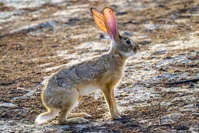 Wild hare close up shot 