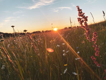 Scenic view of grassy field against sky at sunset