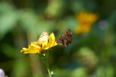 Close-up of butterfly pollinating on yellow flower