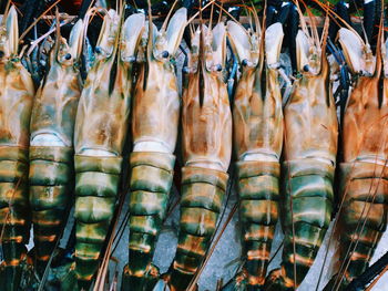 Shrimp for sale at market