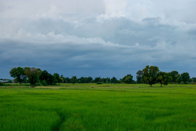 Scenic view of grassy field against sky