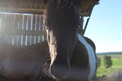 Close-up of horse