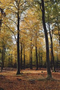 Trees in forest during autumn