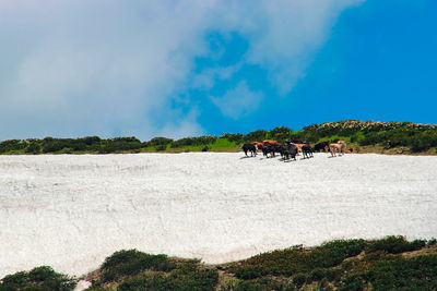 View of a riding horse