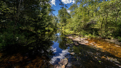 Stream flowing amidst trees in forest