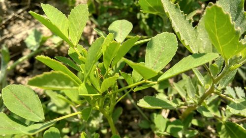 High angle view of plant growing on field