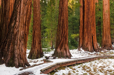 Pine trees in forest during winter