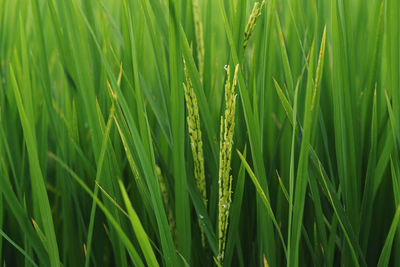 Full frame shot of crops growing on field