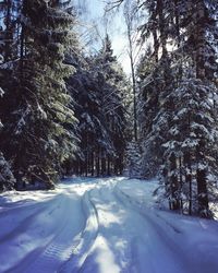 Snow covered trees in forest