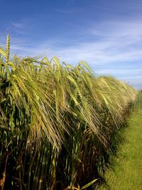 Close-up of wheat growing on field against sky