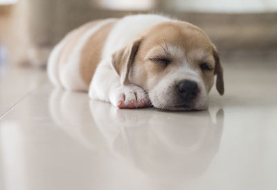 Close-up of puppy sleeping on floor