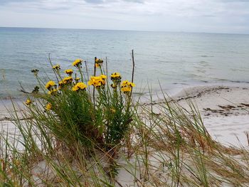 Beautiful view of white flowers in water