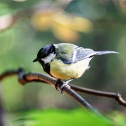 Close-up of bird perching on twig