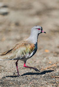 Close-up of a bird