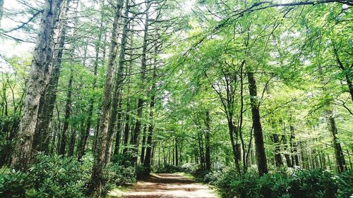 View of trees along pathway