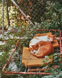 View of a cat behind fence