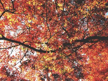 Low angle view of tree against orange sky